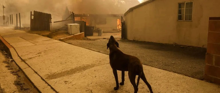 Helping Families and Animals in Need: Pet Friendly Flooring's Commitment to Support Fire Victims in California