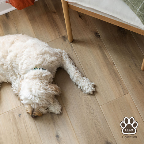 Dog lying on a wooden floor with 'Quiet Collection' logo in the corner