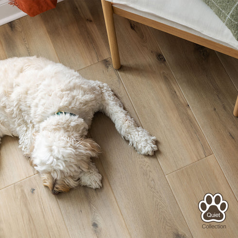 Dog lying on a wooden floor with 'Quiet Collection' logo in the corner